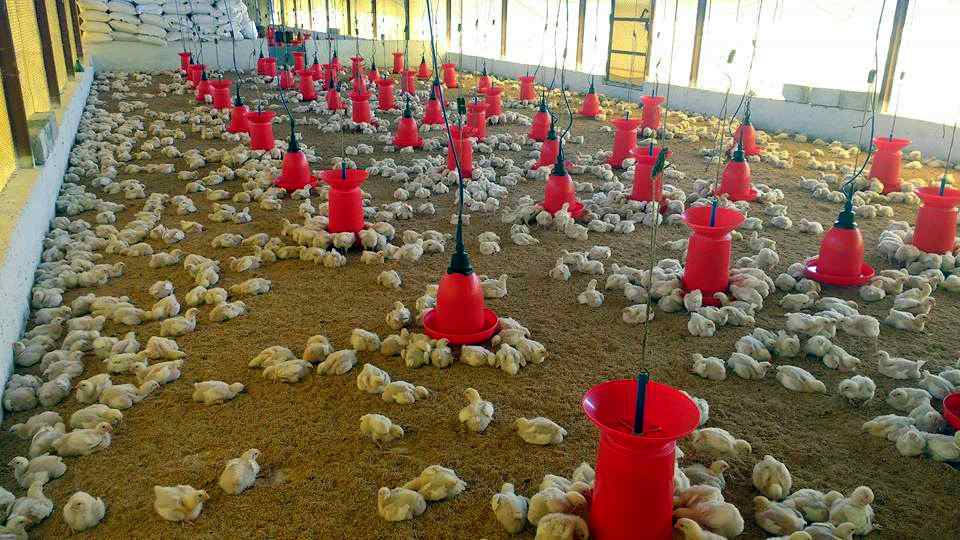 poultry farm management system project documentation