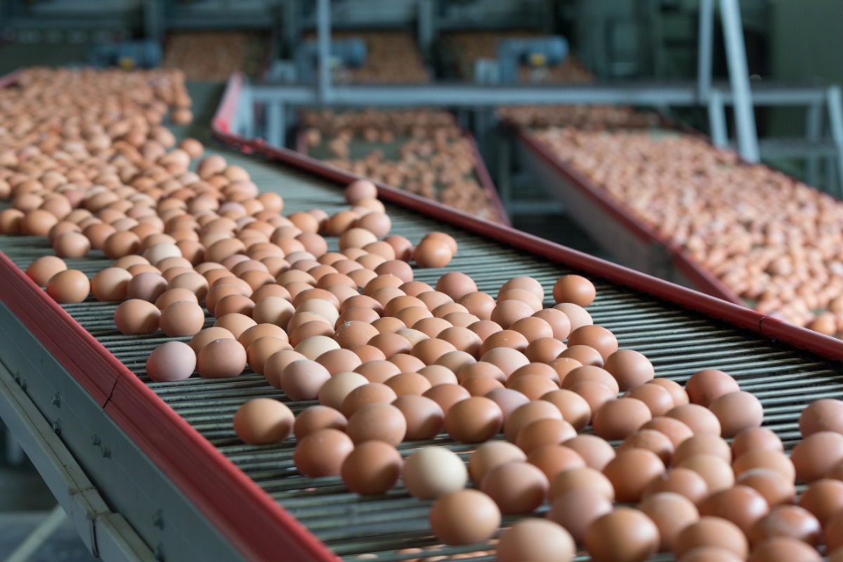 A Comprehensive Guide to Better Layer (Egg) Production and Management